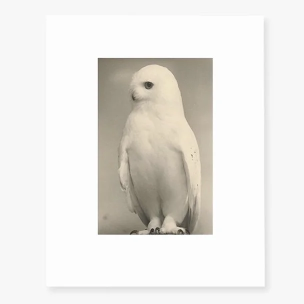 Collotype Portfolio: Masao Yamamoto 山本昌男| Birds 鳥— Blue
